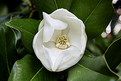 Southern Magnolia (Magnolia grandiflora) at Lakeshore Garden Centres