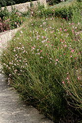 Butterfly Gaura (Gaura lindheimeri) at Lakeshore Garden Centres