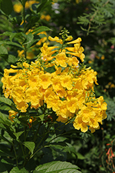 Sundance Esperanza (Tecoma stans 'Sundance') at Lakeshore Garden Centres