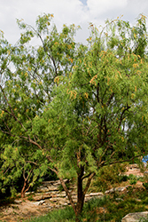 Honey Mesquite (Prosopis glandulosa) at Lakeshore Garden Centres