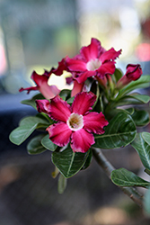 Desert Rose (Adenium obesum) at Lakeshore Garden Centres