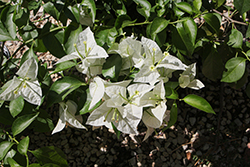 Mauna Kea Bougainvillea (Bougainvillea 'Mauna Kea') at Lakeshore Garden Centres