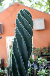 Spiral Cactus (Cereus forbesii 'Spiralis') at Lakeshore Garden Centres