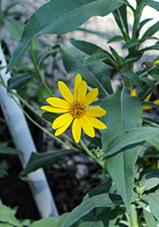 Maximilian Sunflower (Helianthus maximiliani) at Lakeshore Garden Centres