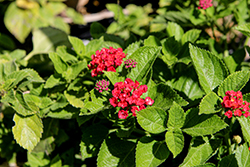 Salsa Lantana (Lantana camara 'Salsa') at Lakeshore Garden Centres