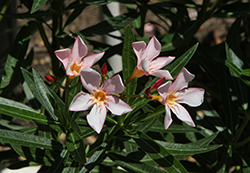 Hardy Pink Oleander (Nerium oleander 'Hardy Pink') at Lakeshore Garden Centres