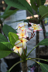 Italia Frangipani (Plumeria rubra 'Italia') at Lakeshore Garden Centres