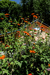 Mexican Sunflower (Tithonia rotundifolia) at Lakeshore Garden Centres