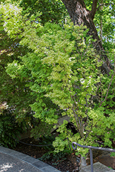 Winter Flame Japanese Maple (Acer palmatum 'Winter Flame') at Lakeshore Garden Centres