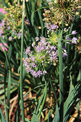 AlliYUM! Garlic Chives (Allium 'AlliYUM!') at Lakeshore Garden Centres