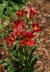 Summer Heat Alstroemeria (Alstroemeria 'Tessumheat') at Lakeshore Garden Centres