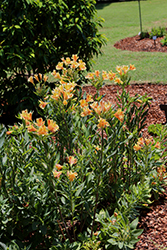 Summertime Alstroemeria (Alstroemeria 'Summertime') at Lakeshore Garden Centres