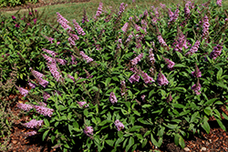Butterfly Candy Li'l Taffy Butterfly Bush (Buddleia davidii 'BotEx 005') at Lakeshore Garden Centres