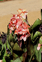 Cannova Bronze Peach Canna (Canna 'Cannova Bronze Peach') at Lakeshore Garden Centres