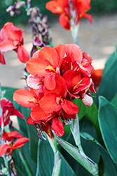 Cannova Scarlet Canna (Canna 'Cannova Scarlet') at Lakeshore Garden Centres