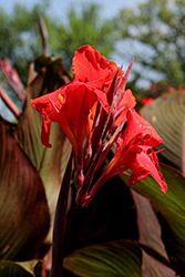 Red Velvet Canna (Canna 'Red Velvet') at Lakeshore Garden Centres