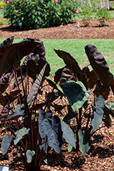 Gecko Black Sapphire Elephant Ear (Colocasia esculenta 'Black Sapphire') at Lakeshore Garden Centres