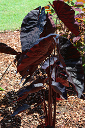 Gecko Painted Black Elephant Ear (Colocasia esculenta 'Painted Black') at Lakeshore Garden Centres