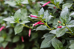 Cubano Cristo False Heather (Cuphea hyssopifolia 'Cristo') at Lakeshore Garden Centres
