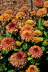Summerina Glow Sugar Shake Echibeckia (Echibeckia 'Sugar Shake') at Lakeshore Garden Centres