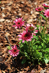 Double Dipped Watermelon Sugar Coneflower (Echinacea 'Watermelon Sugar') at Lakeshore Garden Centres
