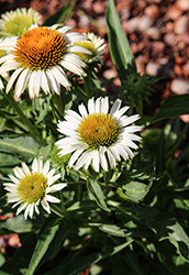 PollyNation White Coneflower (Echinacea purpurea 'PollyNation White') at Lakeshore Garden Centres