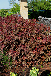 Mahogany Splendor Hibiscus (Hibiscus acetosella 'Mahogany Splendor') at Lakeshore Garden Centres