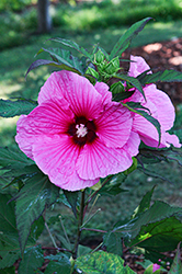 Summer Spice Plum Brandy Hibiscus (Hibiscus '171845-2WDL') at Lakeshore Garden Centres