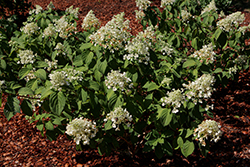 Happy Bee Hydrangea (Hydrangea paniculata 'Happy Bee') at Lakeshore Garden Centres