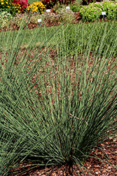 Blue Mohawk Soft Rush (Juncus inflexus 'Blue Mohawk') at Lakeshore Garden Centres