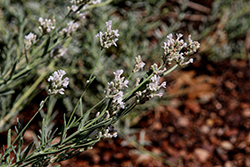 Blue Spirit White Lavender (Lavandula angustifolia 'Blue Spirit White') at Lakeshore Garden Centres