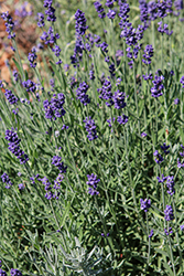 Lavenize Silver Forever Lavender (Lavandula angustifolia 'Lavenize Silver Forever') at Lakeshore Garden Centres