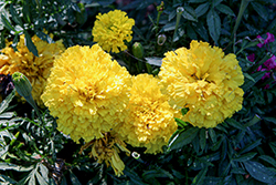 Big Duck Yellow Marigold (Tagetes erecta 'Big Duck Yellow') at Lakeshore Garden Centres