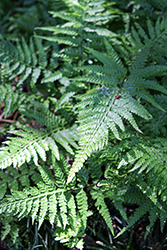 Lace Fern (Microlepia strigosa) at Lakeshore Garden Centres