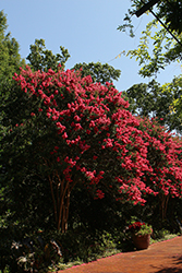 Thunderstruck Coral Boom Crapemyrtle (Lagerstroemia 'JM5') at Lakeshore Garden Centres