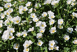 Cupcake Coconut Portulaca (Portulaca grandiflora 'Cupcake Coconut') at Lakeshore Garden Centres