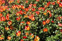 Cupcake Orange Touch Portulaca (Portulaca grandiflora 'Cupcake Orange Touch') at Lakeshore Garden Centres