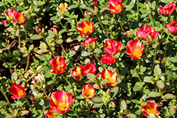 Cupcake Strawberry Banana Portulaca (Portulaca grandiflora 'Cupcake Strawberry Banana') at Lakeshore Garden Centres