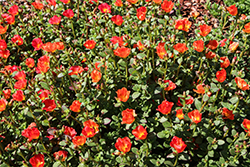 Cupcake Upright Orange Zest Portulaca (Portulaca grandiflora 'Cupcake Upright Orange Zest') at Lakeshore Garden Centres