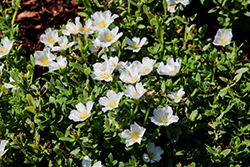 Cupcake Upright White Portulaca (Portulaca grandiflora 'Cupcake Upright White') at Lakeshore Garden Centres