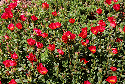 Mojave Red Portulaca (Portulaca grandiflora 'Mojave Red') at Lakeshore Garden Centres