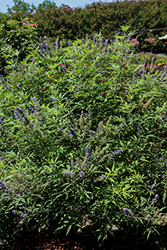 Season to Season Busy Bee Chaste Tree (Vitex 'JBG 19002') at Lakeshore Garden Centres