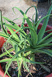 Calamar Agave (Agave bracteosa 'Calamar') at Lakeshore Garden Centres