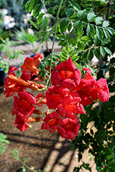 Madame Rosy Trumpetvine (Campsis 'HOMR') at Lakeshore Garden Centres
