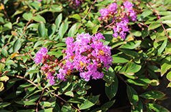 Orlando Crapemyrtle (Lagerstroemia indica 'Orlando') at Lakeshore Garden Centres