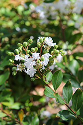 Pixie White Crapemyrtle (Lagerstroemia indica 'Pixie White') at Lakeshore Garden Centres