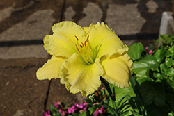 Siloam Amazing Grace Daylily (Hemerocallis 'Siloam Amazing Grace') at Lakeshore Garden Centres