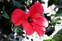 Pink Versicolor Hibiscus (Hibiscus rosa-sinensis 'Pink Versicolor') at Lakeshore Garden Centres