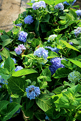 Azure Skies Hydrangea (Hydrangea macrophylla 'COF HM1') at Lakeshore Garden Centres