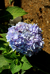 Azure Skies Hydrangea (Hydrangea macrophylla 'COF HM1') at Lakeshore Garden Centres